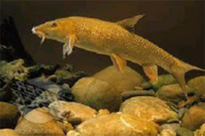 BARBEL-Barbus-Barbus