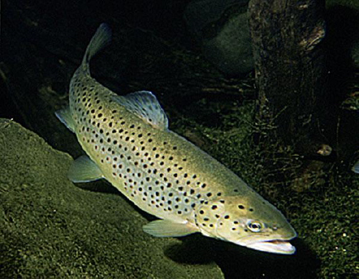 Brown-Trout--Salmo-trutta